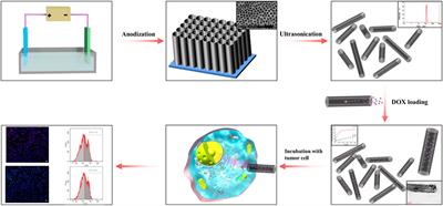 Controlled growth of titanium dioxide nanotubes for doxorubicin loading and studies of in vitro antitumor activity